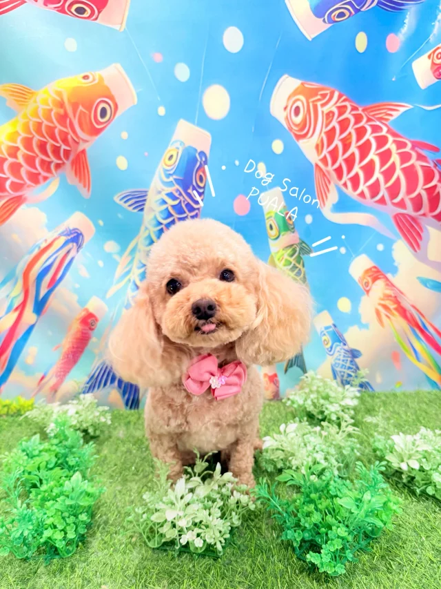 高砂市のトリミング】宝殿駅徒歩9分｜Dog Salon PUALA